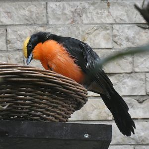 Yellow-crowned Gonolek
