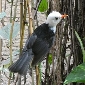 Asian Black Bulbul