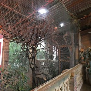 Red-throated Parrotfinch and Pink-necked Green-pigeon Aviary