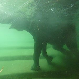 Asian Elephant through underwater viewing
