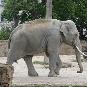 Asian Elephant Bull