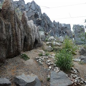 View of Snow Leopard enclosure (1)