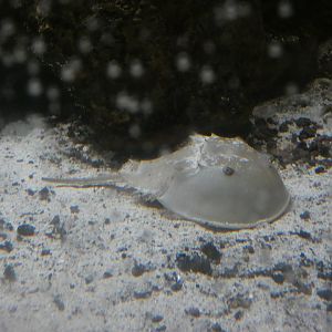 Horseshoe Crab