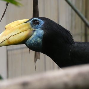 Sunda Wrinkled Hornbill