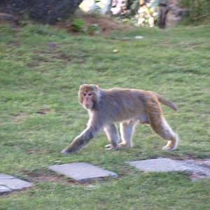 Rhesus macaque - Nathia Gali 6/7/2018