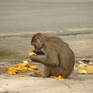 Rhesus macaque - Nathia Gali 9/7/2018