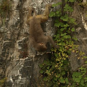 Rhesus macaque - Nathia Gali 10/7/2018