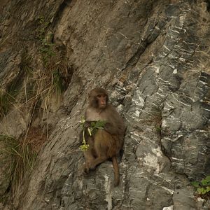 Rhesus macaque - Nathia Gali 10/7/2018