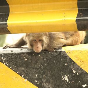 Rhesus macaque - Nathia Gali 10/7/2018