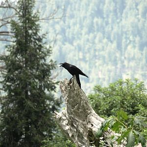 Large-billed crow - Ayubia NP 7/7/2018