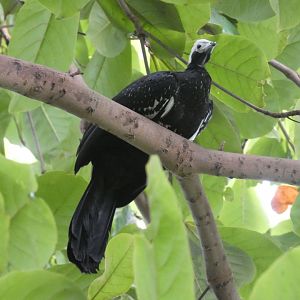 Blue-throated Pipping Guan