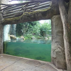 Underwater Amur Tiger Viewing