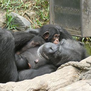 Western Chimpanzee with babies