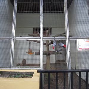 Aviary for African Greys.