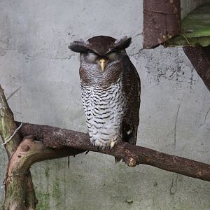 Barred Eagle-Owl