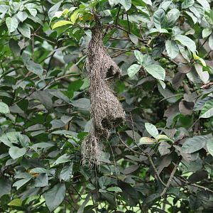 Baya Weaver Nests