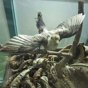 Stuffed Peachfaced Lovebird