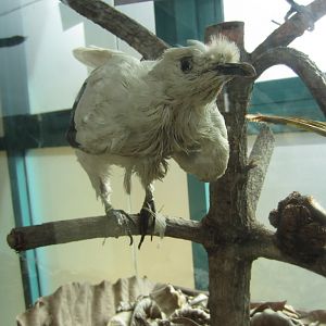 Pied Imperial Pigeon