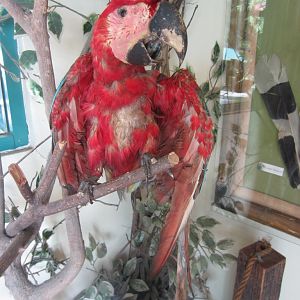 Stuffed Green-winged Macaw