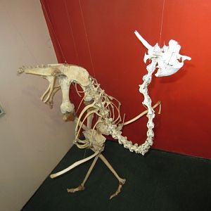 Ostrich skeleton