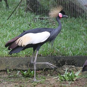 Black Crowned Crane