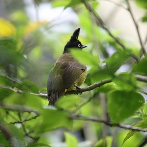 Black-crested Bulbul