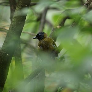 Black-headed Bulbul