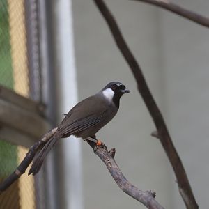 Black-throated Laughing Thrush