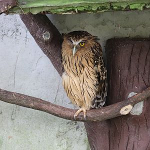 Buffy Fish Owl