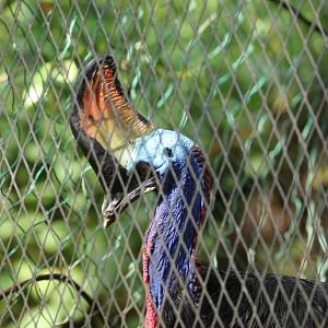 Cassowary