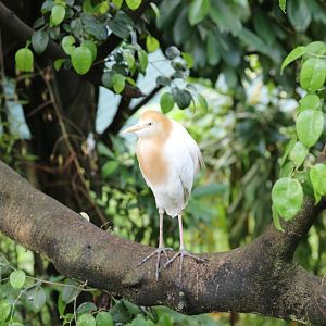Cattle Egret
