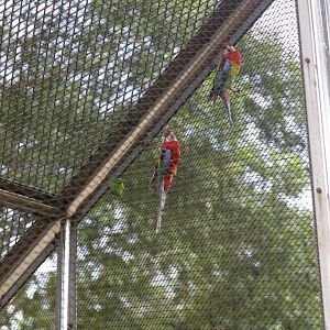 Eastern Rosellas