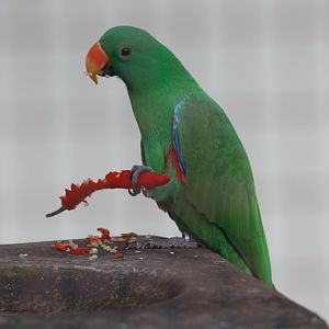 Eclectus Parrot