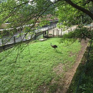 Emu yard