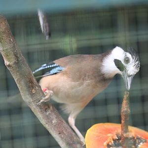 Eurasian Jay