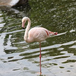 Greater Flamingo