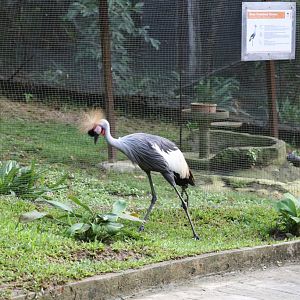 Grey Crowned Crane