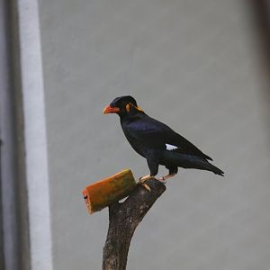 Hill Mynah