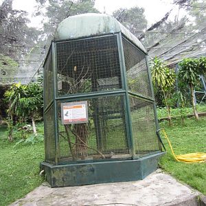 Java Sparrow aviary
