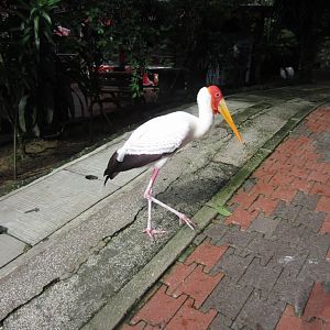 Milky Stork