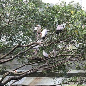 Milky Storks breeding