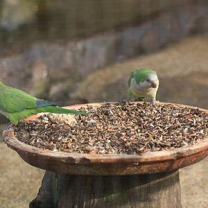 Monk Parrots