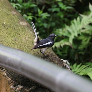 Oriental Magpe Robin