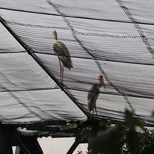Painted Storks outside the aviary - escapees?