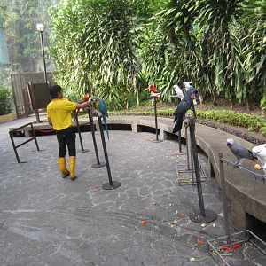 Parrots for Photo Booth