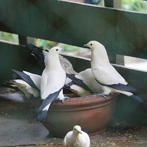 Pied Imperial Pigeopns eatingh the Ostriches breakfast