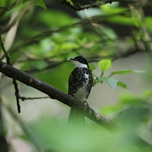 Scaly-breated Bulbul