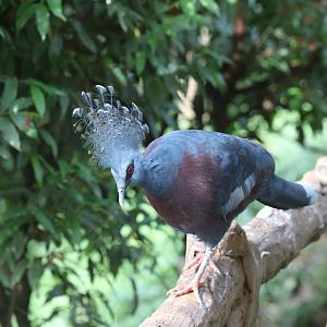 Victoria Crowned Pigeon