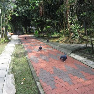 Victoria Crowned Pigeons