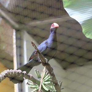Violet Turaco